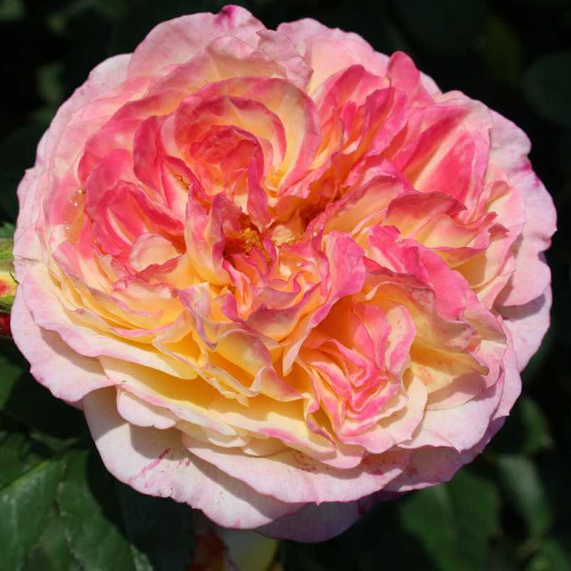 Famous Roses