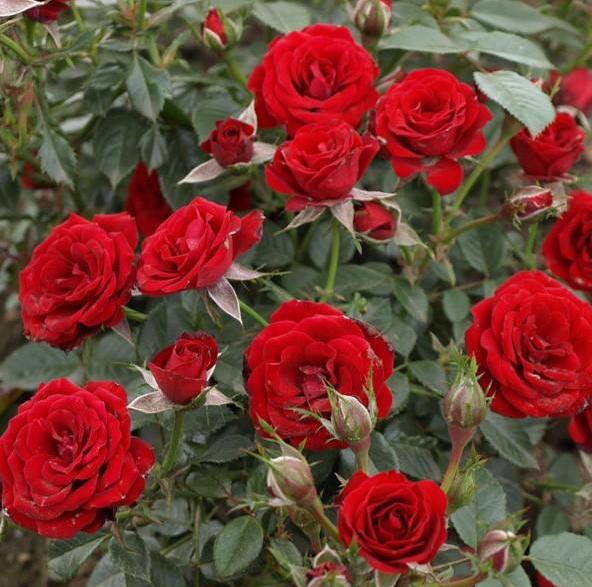 SCARLET HIT ® Butasi trandafiri de gradina butaşi trandafiri de grădină în ghiveci sau rădăcină liberă