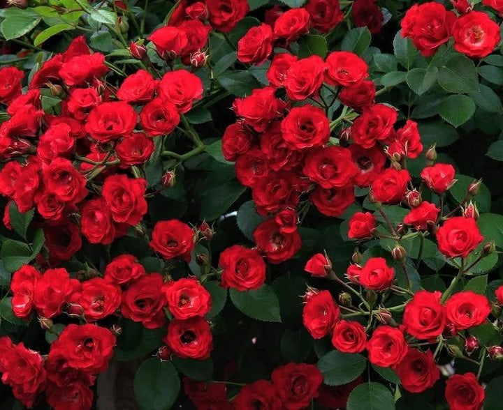 SCARLET HIT ® Butasi trandafiri de gradina butaşi trandafiri de grădină în ghiveci sau rădăcină liberă