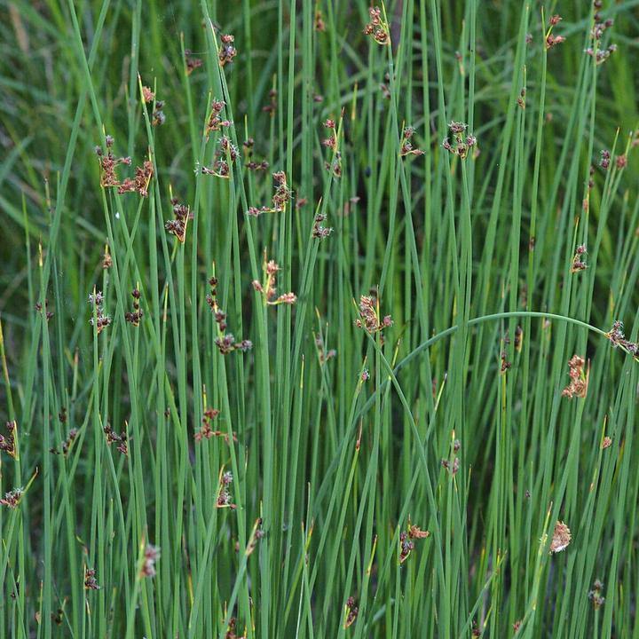Scirpus tabernaemontani : MOSES FIRE butaşi trandafiri de grădină în ghiveci sau rădăcină liberă
