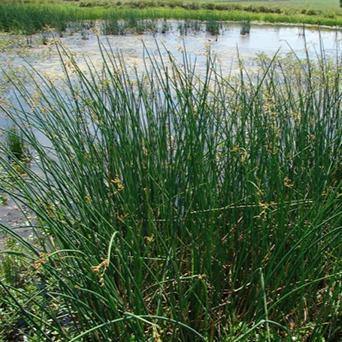 Scirpus tabernaemontani : MOSES FIRE butaşi trandafiri de grădină în ghiveci sau rădăcină liberă