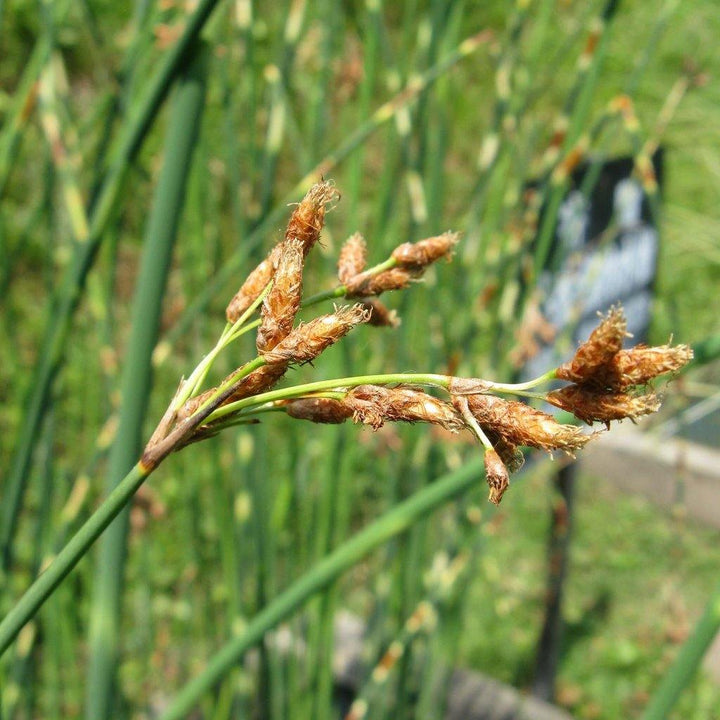 Scirpus tabernaemontani : MOSES FIRE butaşi trandafiri de grădină în ghiveci sau rădăcină liberă