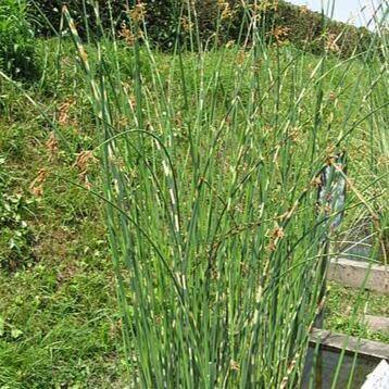 Scirpus tabernaemontani : MOSES FIRE butaşi trandafiri de grădină în ghiveci sau rădăcină liberă