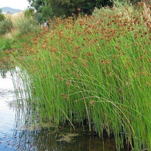 Scirpus tabernaemontani : MOSES FIRE butaşi trandafiri de grădină în ghiveci sau rădăcină liberă