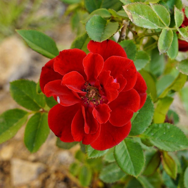 Trandafir Pomisor Plangator : SIMPLY RED