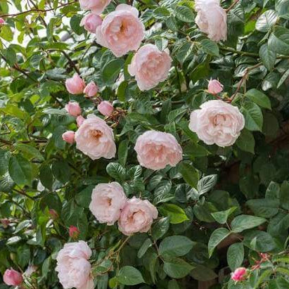 Famous Roses
