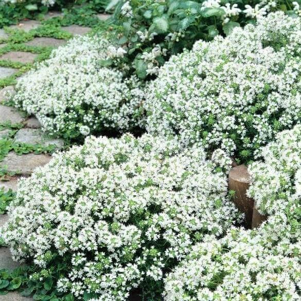 Thymus praecox: WHITE butaşi trandafiri de grădină în ghiveci sau rădăcină liberă
