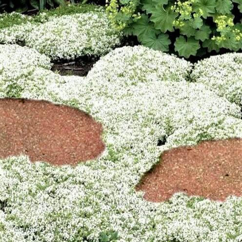 Thymus praecox: WHITE butaşi trandafiri de grădină în ghiveci sau rădăcină liberă