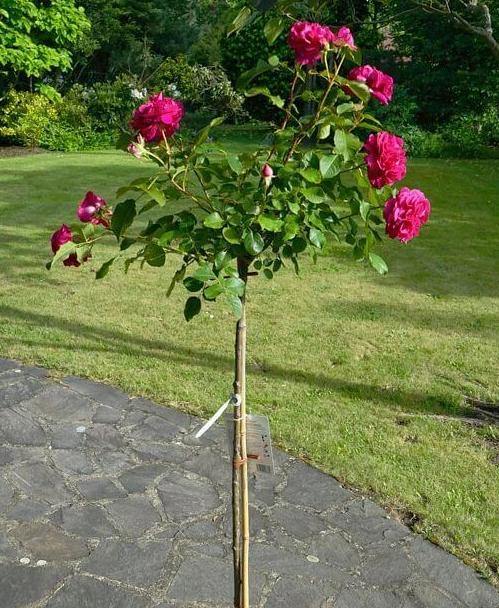 Tige MUNSTEAD WOOD ® Butasi trandafiri de gradina butaşi trandafiri de grădină în ghiveci sau rădăcină liberă