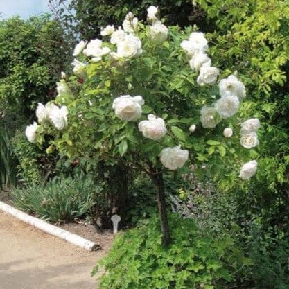 Trandafir Pomisor : Schneeuwitchen Butasi trandafiri de gradina butaşi trandafiri de grădină în ghiveci sau rădăcină liberă