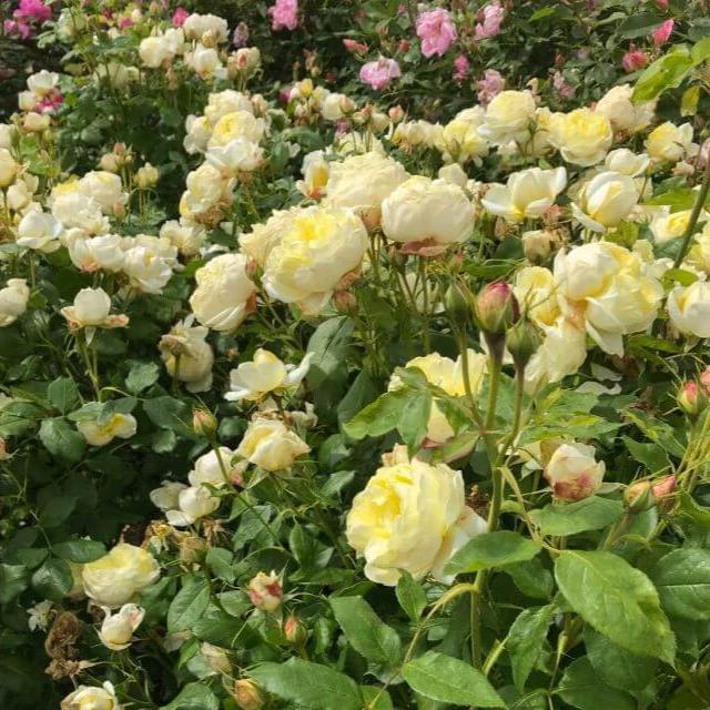 VANESSA BELL ® Trandafir Englezesc Floribunda butaşi trandafiri de grădină în ghiveci sau rădăcină liberă