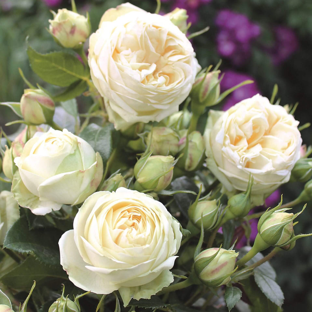 Famous Roses
