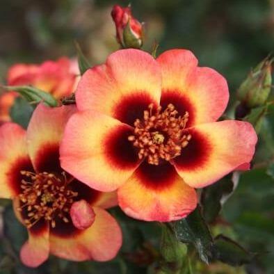 FANCY BABYLON EYES ®' - Trandafiri cu flori grupate (floribunda) - Famous Roses