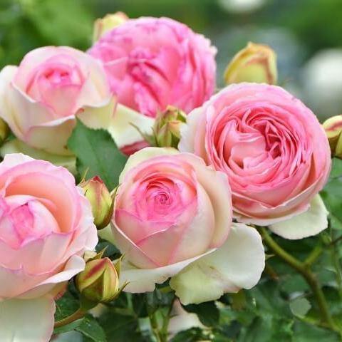PIERRE DE RONSARD ( EDEN ROSE ) ® - Butasi trandafiri de gradina - Trandafir urcator / catarator creat in Franta de Meilland Richardier