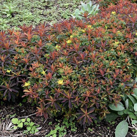 Euphorbia X Polychroma: BONFIRE - Famous Roses - Famous Roses