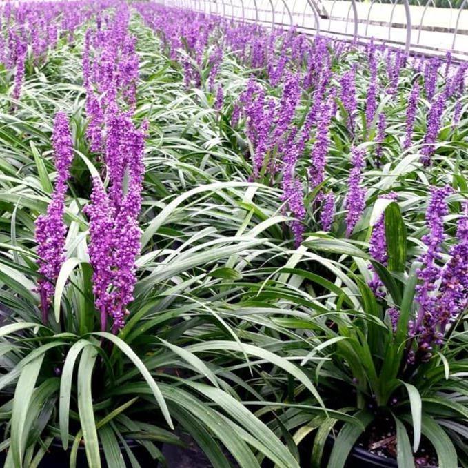 Liriope spicata: INGWERSEN - Famous Roses - Famous Roses