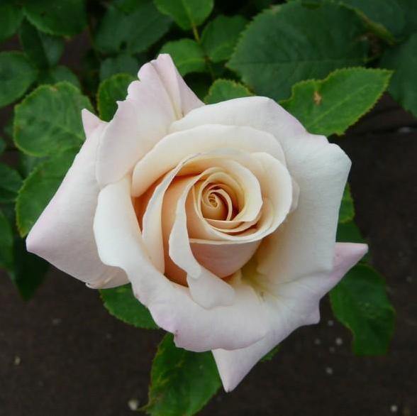 PAUL RICARD ® - Butasi trandafiri de gradina - GVC