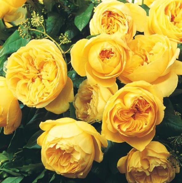 Souvenir de MARCEL PROUST ® - Butasi trandafiri de gradina - Trandafir cu flori grupate (floribunda) creat in Franta de Delbard
