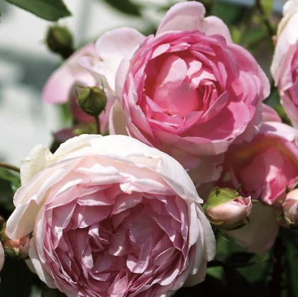 JASMINA ® - Butasi trandafiri de gradina - Trandafir urcator / catarator creat in Germania de Kordes
