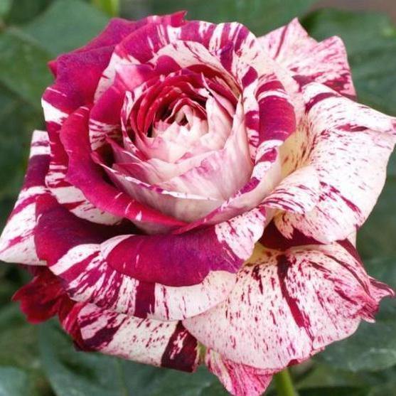 JULIO IGLESIAS ® - Butasi trandafiri de gradina - Trandafir teahibrid creat in Franta de Meilland Richardier