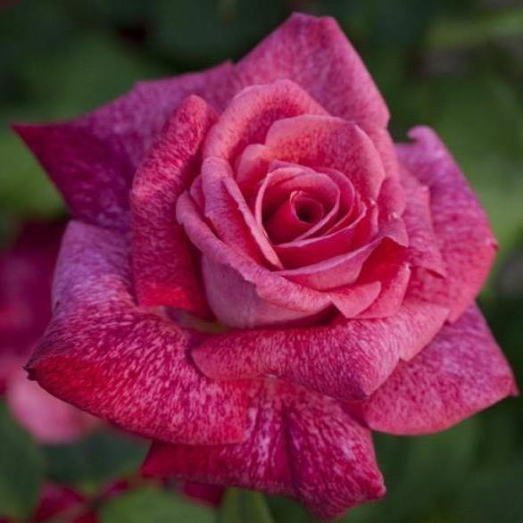 PIERRE CARDIN ® - Butasi trandafiri de gradina - Trandafir teahibrid creat in Franta de Meilland Richardier