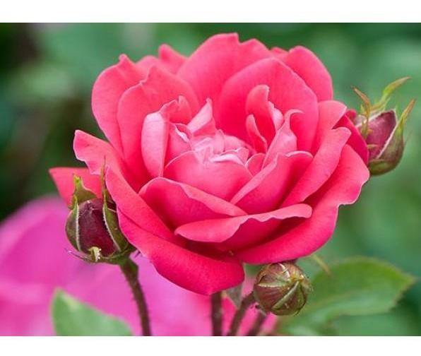 PINK MEILOVE (Pink Double Knock Out) ® - Butasi trandafiri de gradina - Trandafiri cu flori grupate (floribunda)