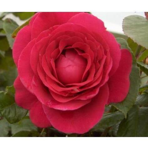 CHARLOTTE RAMPLING ® - Butasi trandafiri de gradina - FamousRoses.eu