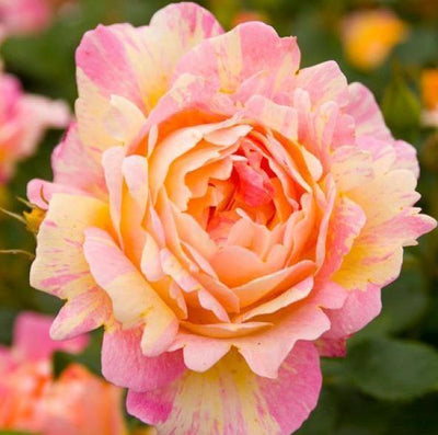 ROSE DES CISTERCIENS ® - Butasi trandafiri de gradina - Trandafir cu flori grupate (floribunda) creat in Franta de Delbard