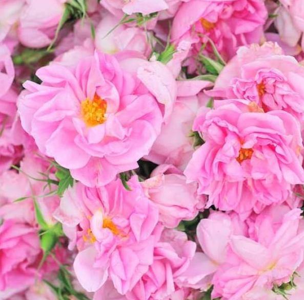 ROSA DAMASCENA TRIGINTIPETALA ® <br> trandafir pentru dulceata si ulei esential - Butasi trandafiri de gradina - Trandafiri cu flori grupate (floribunda)
