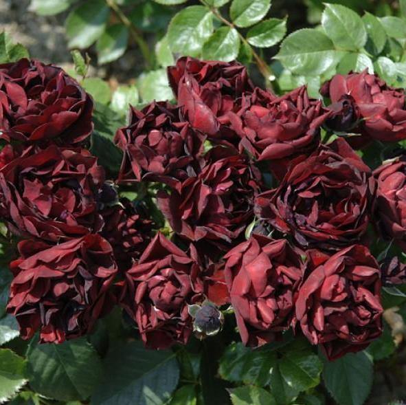 MALICORNE ® - Butasi trandafiri de gradina - Trandafir cu flori grupate (floribunda) creat in Franta de Delbard