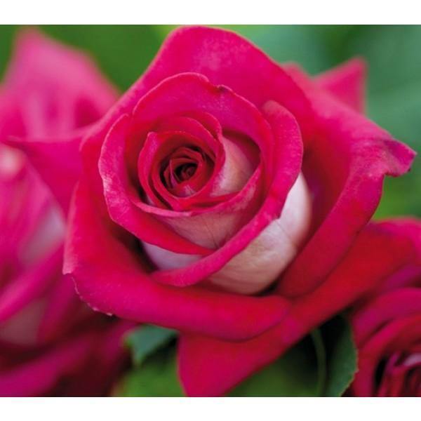 MONICA BELLUCCI ® - Butasi trandafiri de gradina - Trandafir teahibrid creat in Franta de Meilland Richardier