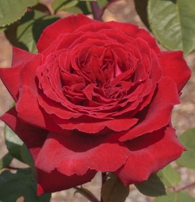 BOTERO ® - Butasi trandafiri de gradina - FamousRoses.eu