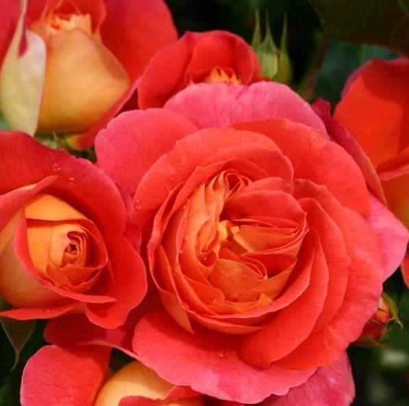 GEBRUDER GRIMM ® - Butasi trandafiri de gradina - FamousRoses.eu