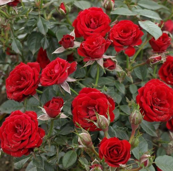 SCARLET HIT ® - Butasi trandafiri de gradina - Trandafir floribunda creat in Danemarca de Poulsen