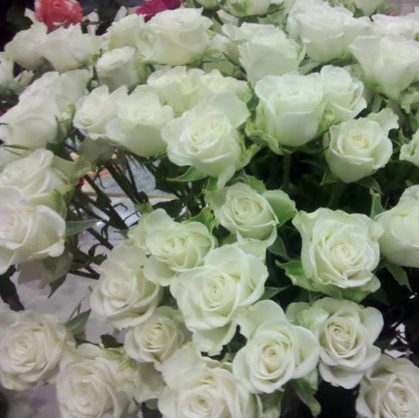 SNOWFLAKE ® - Butasi trandafiri de gradina - Trandafiri cu flori grupate (floribunda)