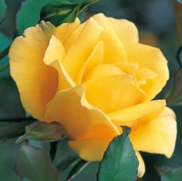 O SOLE MIO ® - Butasi trandafiri de gradina - FamousRoses.eu