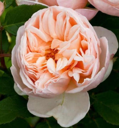 BELLE ROMANTICA ® - Butasi trandafiri de gradina - Trandafir teahibrid creat in Franta de Meilland Richardier