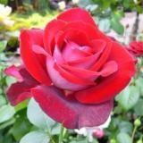 ALLELUIA ® - Butasi trandafiri de gradina - Trandafir teahibrid creat in Franta de Delbard
