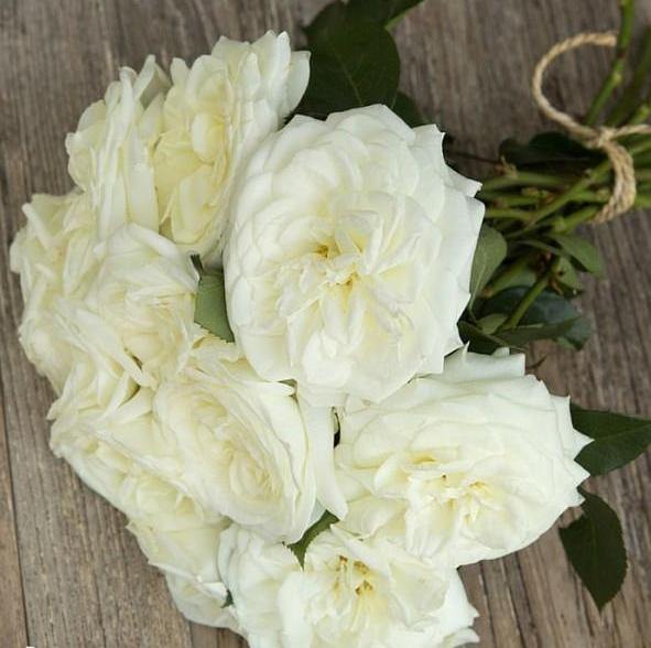 ALABASTER ® - Butasi trandafiri de gradina - Trandafir floribunda creat in Germania de Tantau