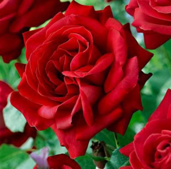 Trandafir pomisor : DAME DE COEUR ® - Butasi trandafiri de gradina - FamousRoses.eu