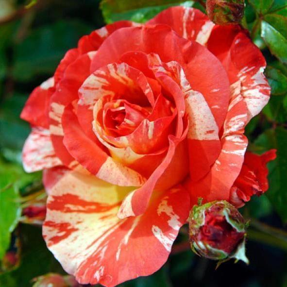 PAUL GAUGUIN ® - Butasi trandafiri de gradina - Trandafir cu flori grupate (floribunda) creat in Franta de Delbard