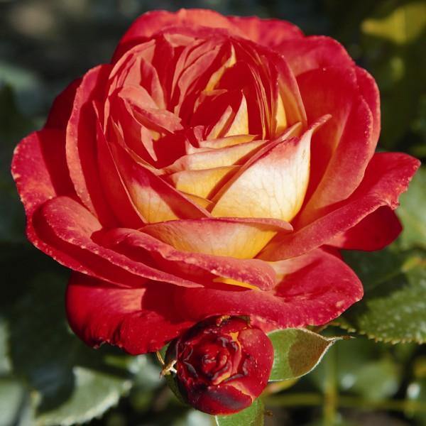 MIDSUMMER ® - Butasi trandafiri de gradina - FamousRoses.eu