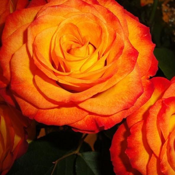 Trandafir Pomisor : Rumba ® - Butasi trandafiri de gradina - FamousRoses.eu