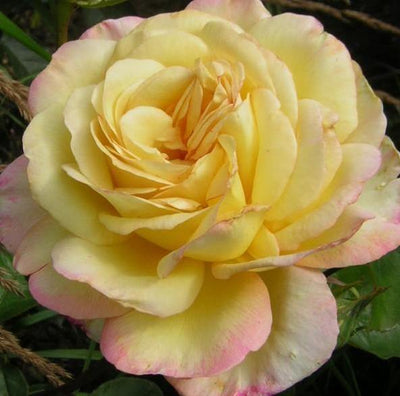 MITSOUKO ®' - Trandafiri cu flori mari (teahibrizi ) - Trandafir teahibrid creat in Franta de Delbard