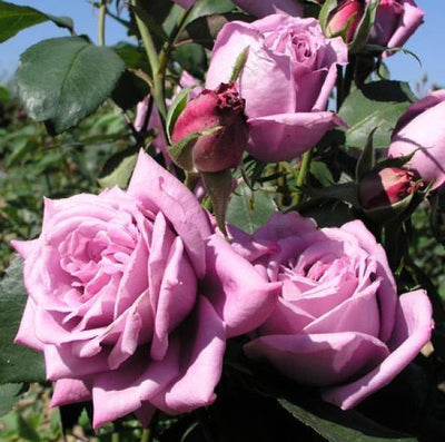MAMY BLUE ® - Butasi trandafiri de gradina - Trandafir teahibrid creat in Franta de Delbard