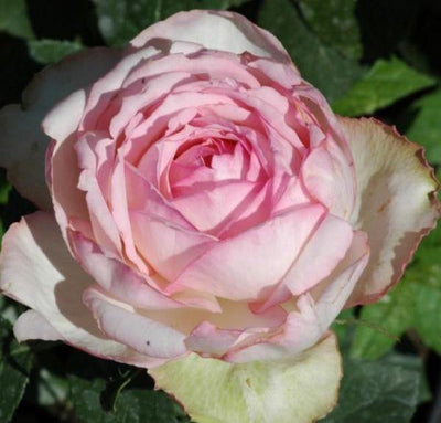 HONORE DE BALZAC ®' - FamousRoses.eu - Famous Roses