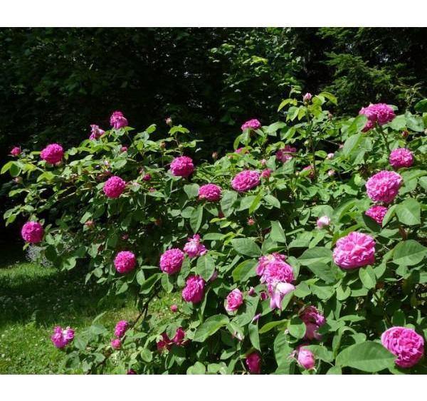 ROSE DE RESCHT <br> trandafir pentru dulceata ® - Butasi trandafiri de gradina - Trandafiri cu flori grupate (floribunda)