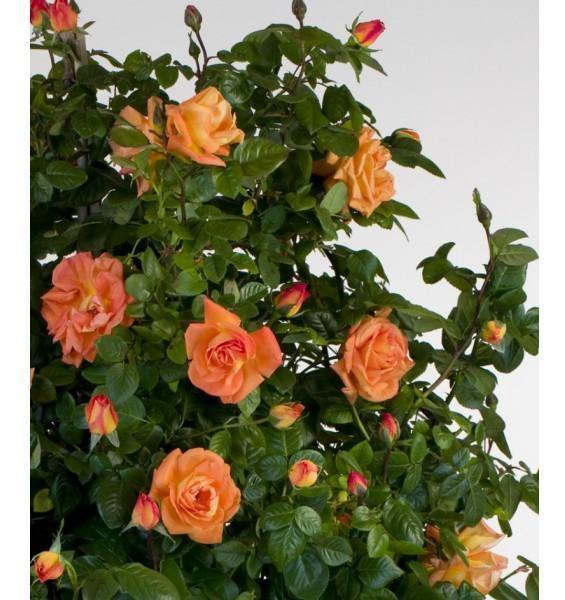 Gpt. LOUIS DE FUNES ® - Butasi trandafiri de gradina - Trandafir urcator / catarator creat in Franta de Meilland Richardier