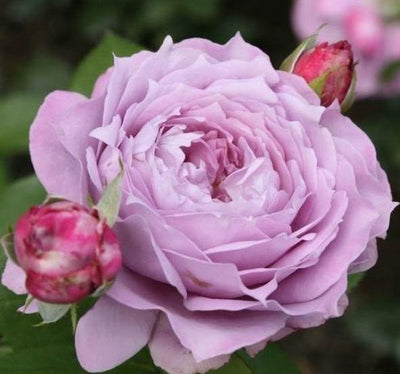 NOVALIS ® - Butasi trandafiri de gradina - Trandafir floribunda creat in Germania de Kordes