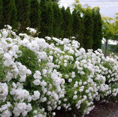 ICEBERG ® - Butasi trandafiri de gradina - Trandafir floribunda creat in Germania de Kordes